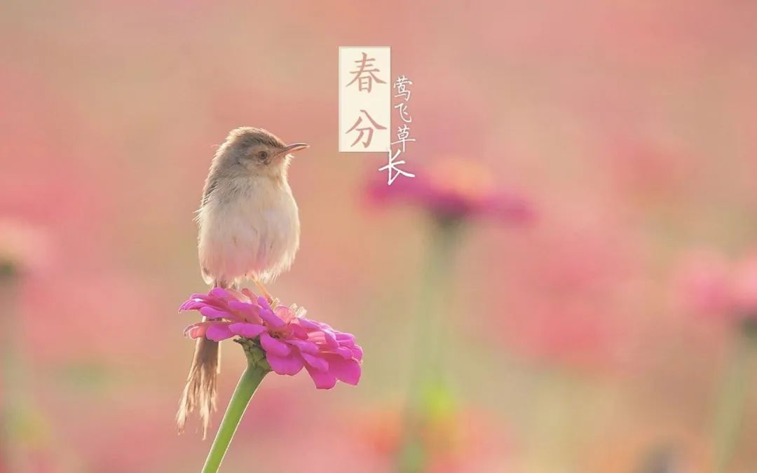 春分▲今日春分|日月等长 与你守望