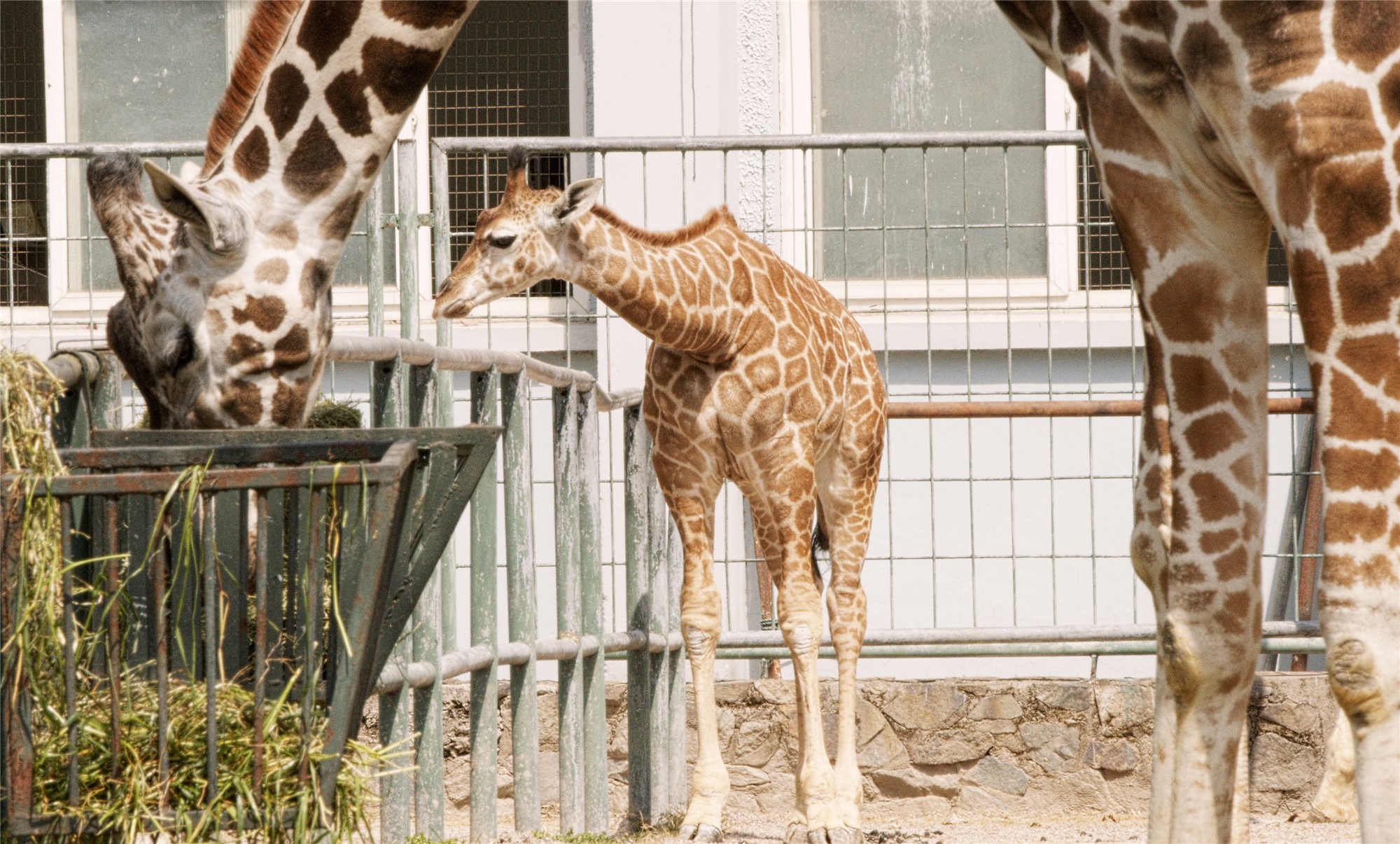 从上海动物园了解到,园内的四大家族再添新丁,这些可爱的小长颈鹿