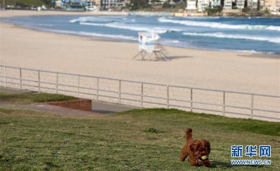 「疫情」澳大利亚：悉尼著名景点邦迪海滩因疫情关闭
