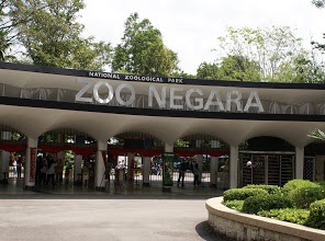 动物：新冠肺炎疫情殃及马来西亚国家动物园 被迫动用“紧急基金”