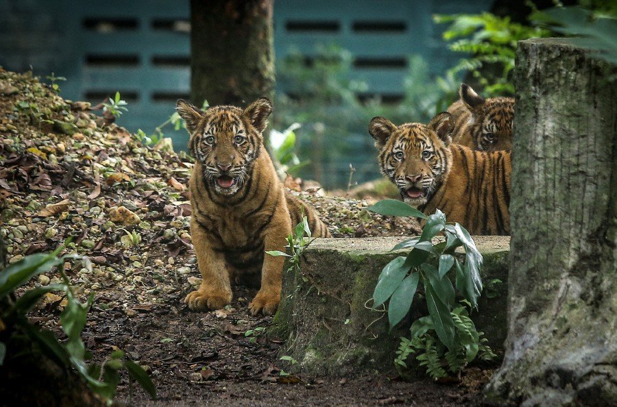 动物：新冠肺炎疫情殃及马来西亚国家动物园 被迫动用“紧急基金”