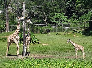 动物：新冠肺炎疫情殃及马来西亚国家动物园 被迫动用“紧急基金”
