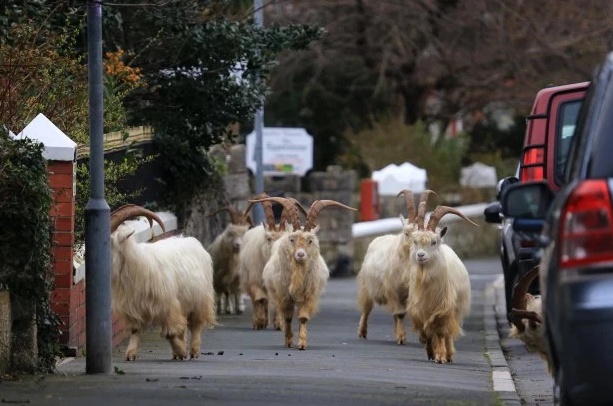 「山羊」疫情期间羊群占领英国无人街道摧毁150株树 赶走又回来愁坏警察