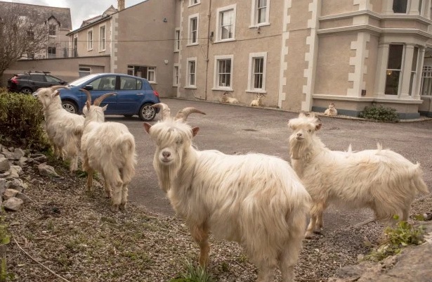 「山羊」疫情期间羊群占领英国无人街道摧毁150株树 赶走又回来愁坏警察