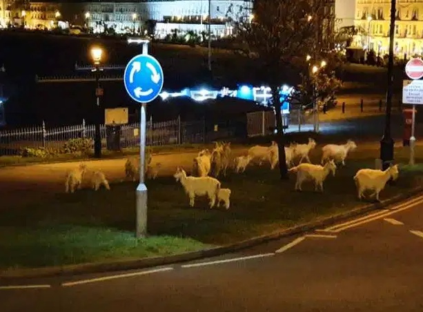 「山羊」疫情期间羊群占领英国无人街道摧毁150株树 赶走又回来愁坏警察