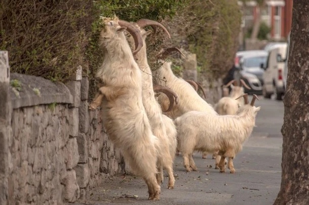 「山羊」疫情期间羊群占领英国无人街道摧毁150株树 赶走又回来愁坏警察