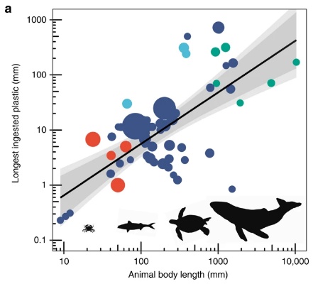 「动物」研究：动物可消耗的最大塑料废弃物碎片是其体型的5%