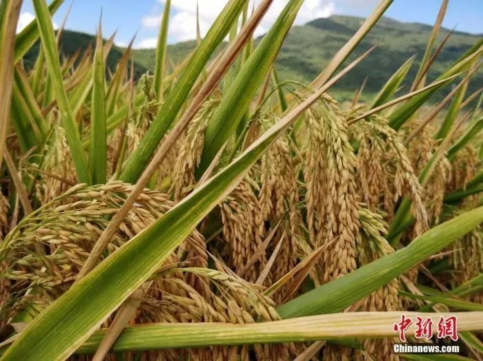 『农业』我国粮食够吃吗？到底要不要囤粮？两部门回应