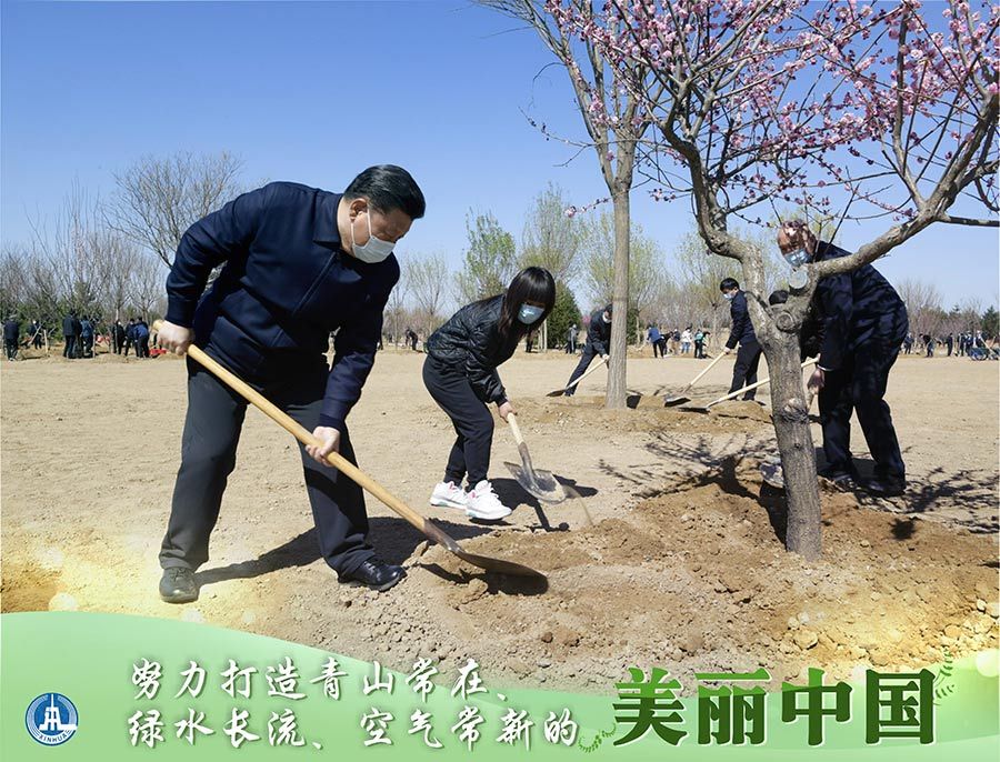 时政@为人民种树，为群众造福