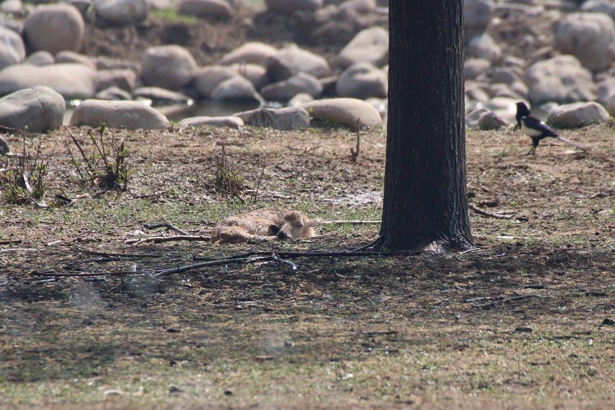 #麋鹿#好可爱！今年首只麋鹿宝宝降生啦
