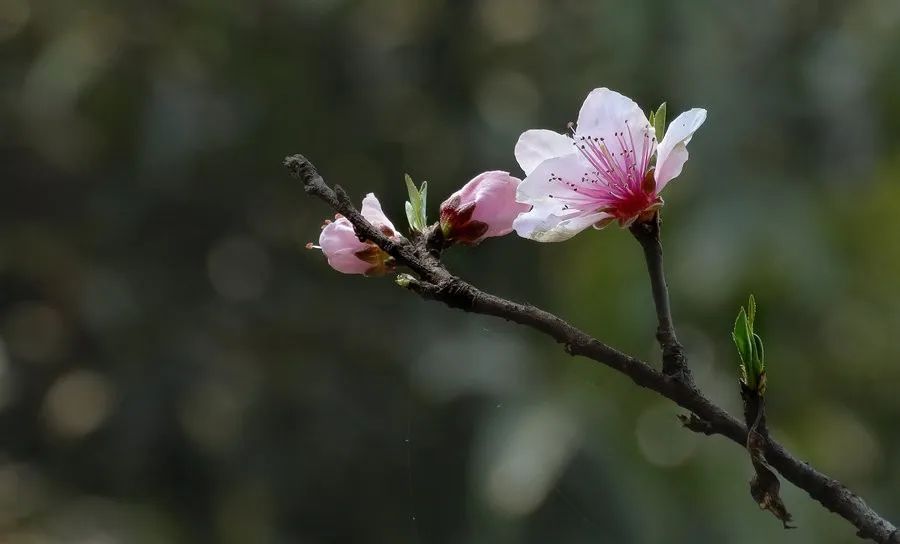 []『2020.04.07』轻松早茶