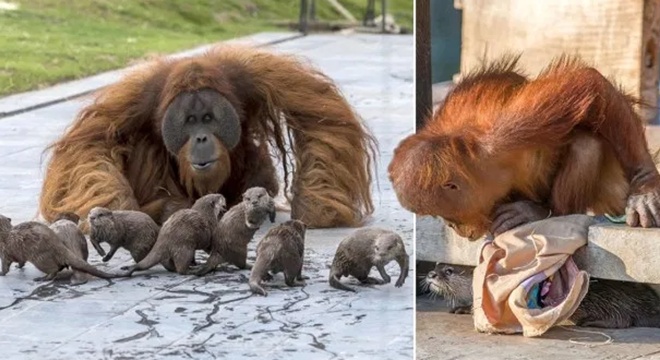 「水獭」猩猩与水獭相处融洽 比利时动物园拟使不同物种的动物一起生活