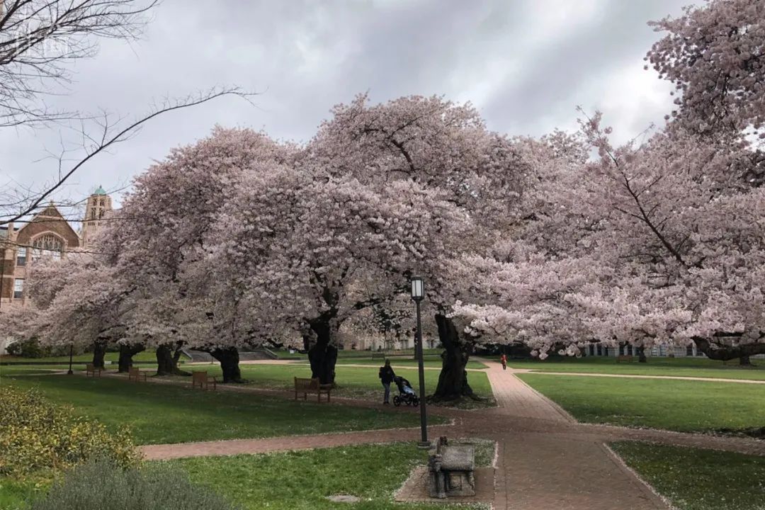 「疫情」中国留美毕业生自述：一场疫情下的美国