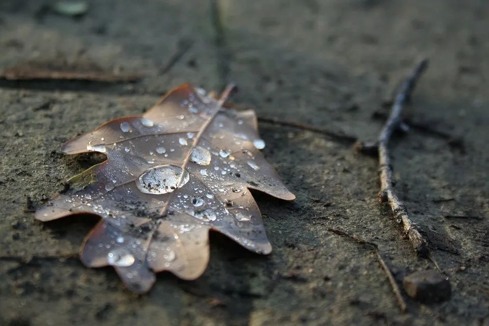 「链霉菌」你爱闻的雨后泥土味，其实是细菌布下的“陷阱”