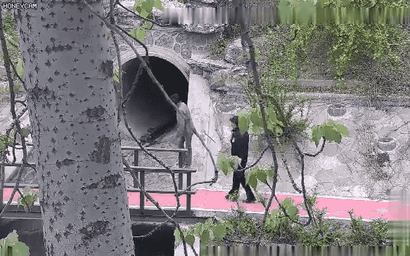 「法制」凉水河边一男子挥刀砍树还威胁民警，瞬间被“教科书”式制服