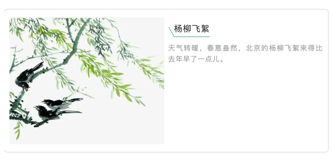 「杨树」飞絮季节话杨柳，这些知识你知道吗？