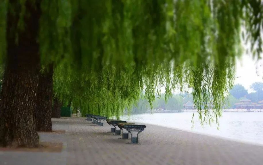 「杨树」飞絮季节话杨柳，这些知识你知道吗？