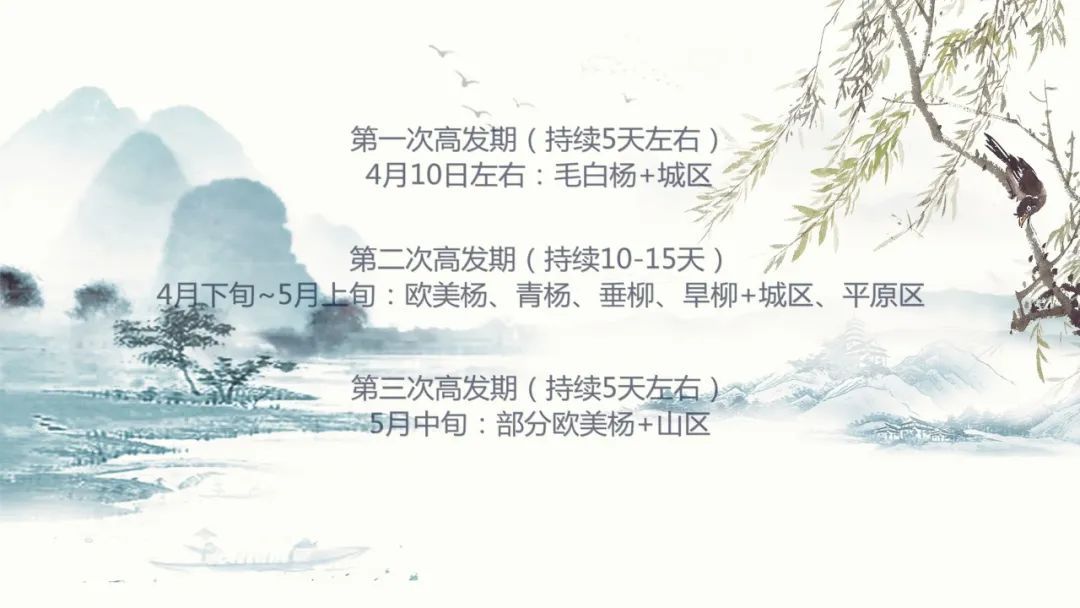 「杨树」飞絮季节话杨柳，这些知识你知道吗？