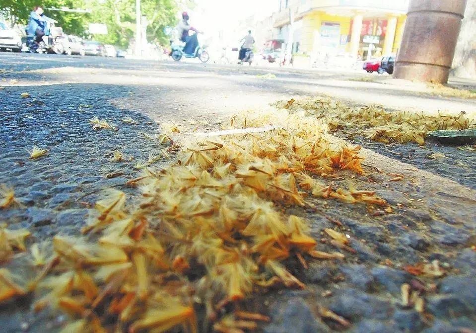 「杨树」飞絮季节话杨柳，这些知识你知道吗？