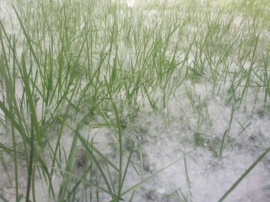 柳絮▲杨柳絮中存在新冠病毒吗？飞絮季个人防护这样做→