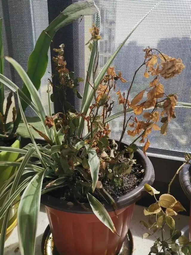 「社会」67天没回家，援鄂女护士打开房门惊呆了……