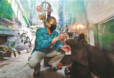 「动物福利」“白虎转圈”与动物福利没有必然关联