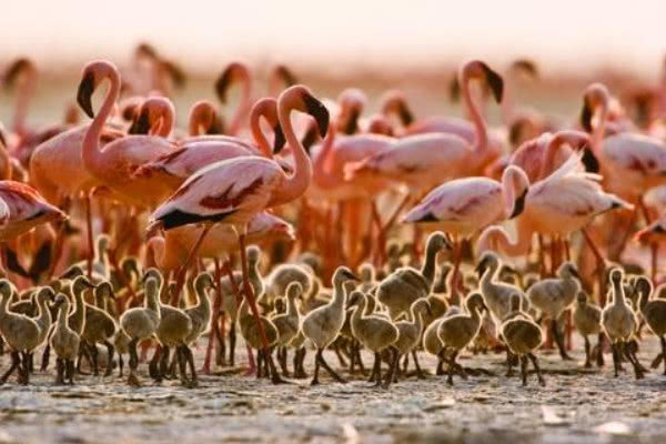 「孟买」上万只火烈鸟齐聚孟买湖泊，湖水秒变“粉色”