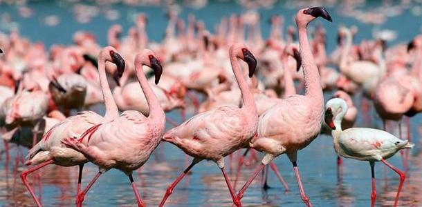 「孟买」上万只火烈鸟齐聚孟买湖泊，湖水秒变“粉色”