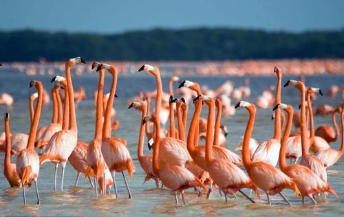 「孟买」上万只火烈鸟齐聚孟买湖泊，湖水秒变“粉色”