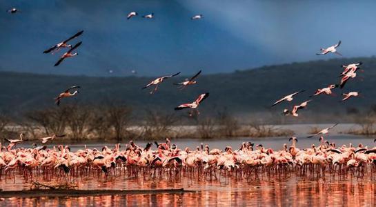 「孟买」上万只火烈鸟齐聚孟买湖泊，湖水秒变“粉色”