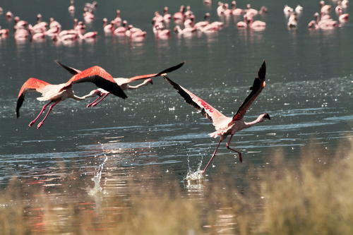「孟买」上万只火烈鸟齐聚孟买湖泊，湖水秒变“粉色”