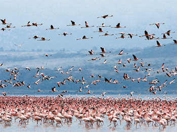 「孟买」上万只火烈鸟齐聚孟买湖泊，湖水秒变“粉色”