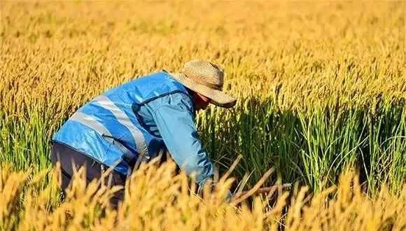 小麦■这个幽默回答让人安心!“只要不怕胖,尽管敞开吃。”