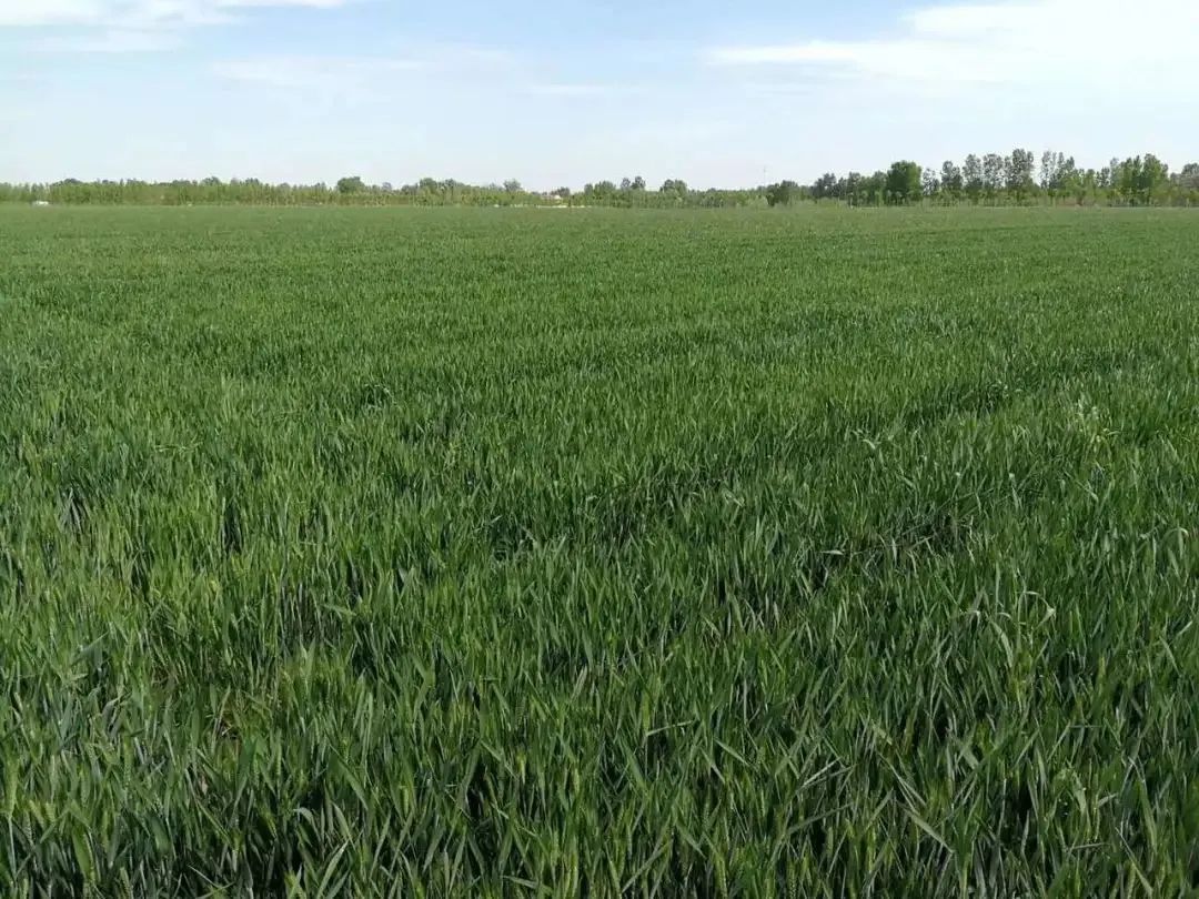 小麦■这个幽默回答让人安心!“只要不怕胖,尽管敞开吃。”