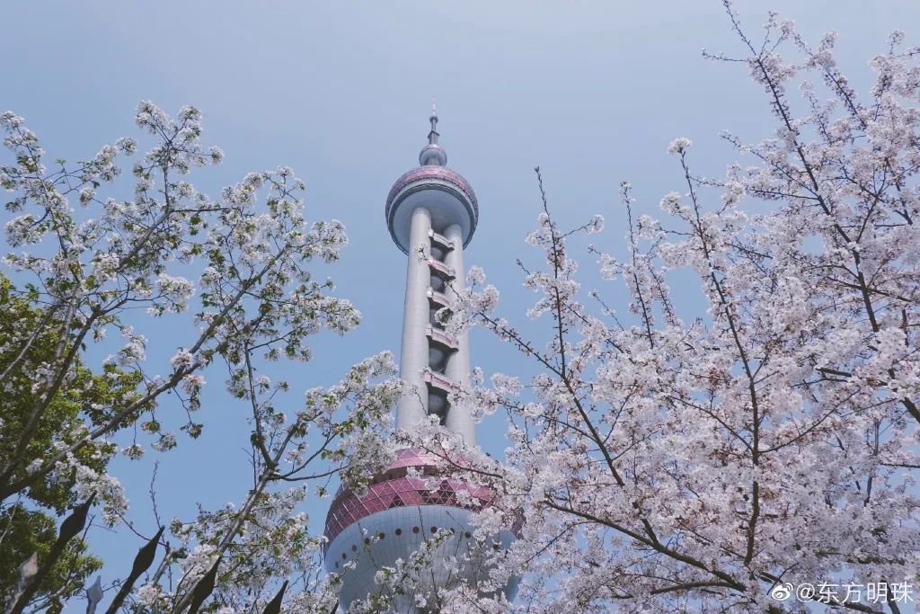 「东方明珠」阳光明“MAY”！这份“五一”出行指南请查收→