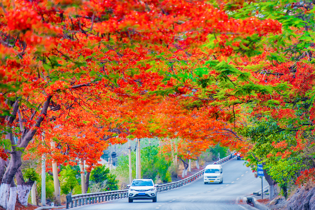 视频|30000余株"火凤凰"绽放攀枝花!省内最大规模凤凰树花海美翻了