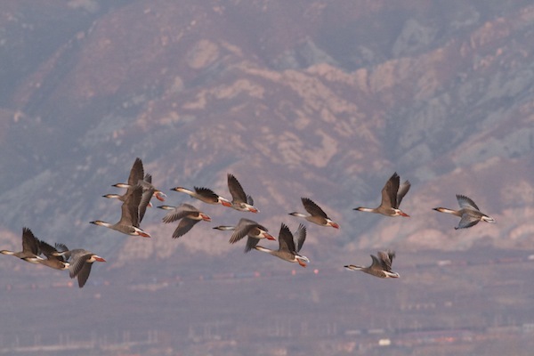 「候鸟」一个英国人在北京的观鸟十年