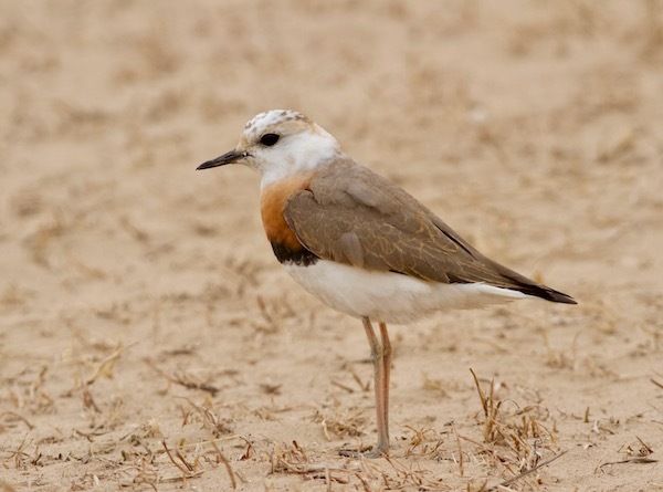 「候鸟」一个英国人在北京的观鸟十年