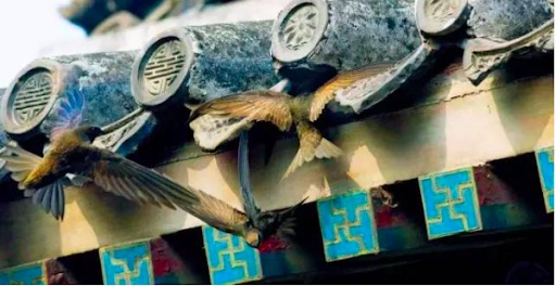 「候鸟」一个英国人在北京的观鸟十年