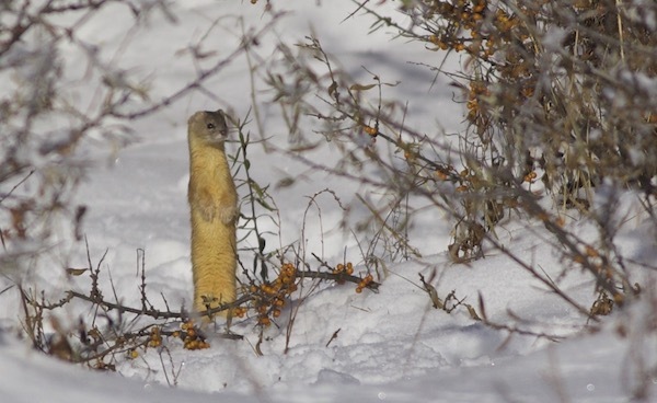 「候鸟」一个英国人在北京的观鸟十年