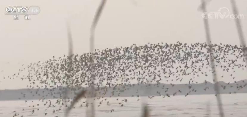 候鸟■北京今年监测到的过境野生候鸟数量创新高