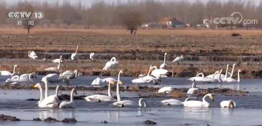 候鸟■北京今年监测到的过境野生候鸟数量创新高