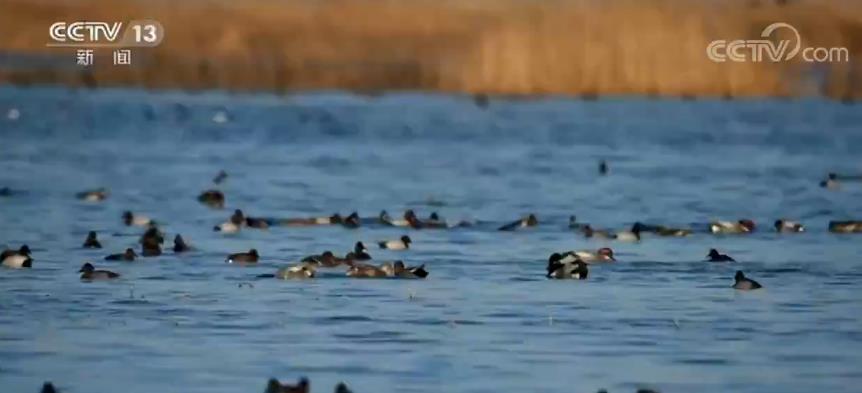 候鸟■北京今年监测到的过境野生候鸟数量创新高