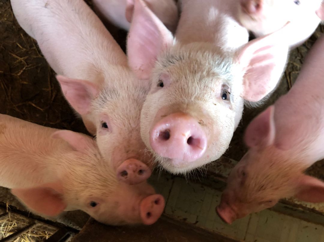 「农业」猪肉价格10连降！能降回到从前吗？专家说：这个时候能→