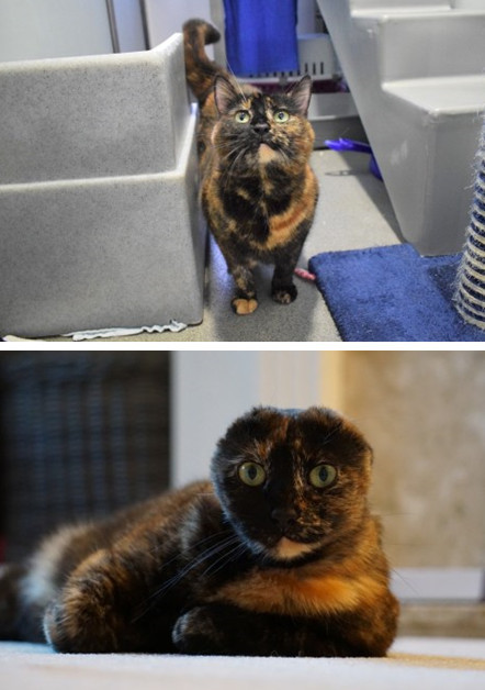 国际社会@英国一猫咪因疾病被切除双耳变呆萌“无耳”猫