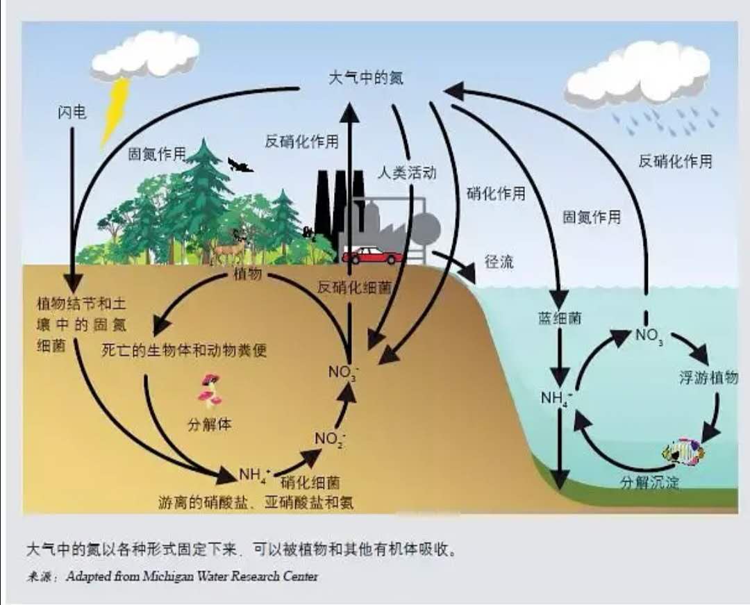 「生物固氮」“氮氮”的忧伤源自哪？它们的危害可不容小觑