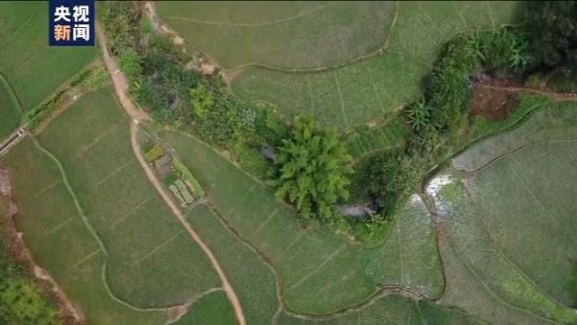 『粮食安全』我国早稻播插接近尾声 智能装备、投入资金等多措施力保国家粮食安全