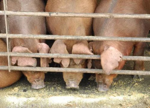 『特朗普』特朗普想用这招防“肉荒”,但事情没那么简单……