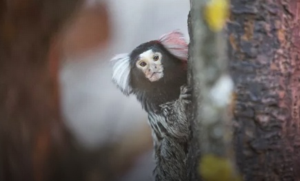 #羊驼#羊驼不明白,锦鲤也很困惑:人类到底去哪儿了?