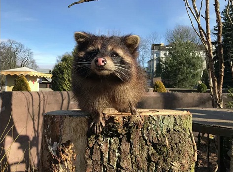 『羊驼』因疫情动物园变冷清，俄媒：动物困惑“人类去哪了”，羊驼伸脖子找游客……